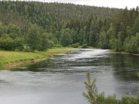 FIN, Lapland, NP Oulanka 1, Saxifraga-Marjan van der Heide